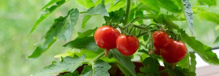Tomatenpflanze mit Tomaten in einem Topf